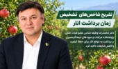 عضو هیات علمی پژوهشکده مرکبات و میوه‌های نیمه‌گرمسیری بر برداشت به‌ موقع انار برای حفظ کیفیت و کاهش ضایعات تاکید کرد