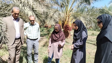 بازدید کارشناسان سازمان حفظ نباتات کشور از روند مبارزه با سوسک سر خرطومی حنایی خرما در شهرستان نرماشیر استان کرمان