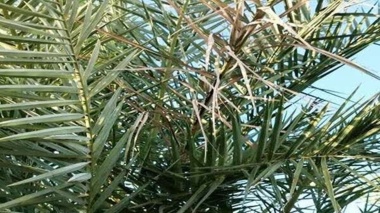 تأمین خوراک دام‌ها با استفاده از سیلاژ برگ خرمای جنوب کرمان