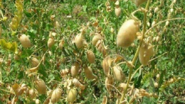 گام‌های نوین کشاورزی برای افزایش تولید حبوبات با مصرف آب کمتر