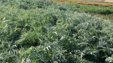 تأمین خوراک دام با استفاده از سیلاژ کنگر فرنگی