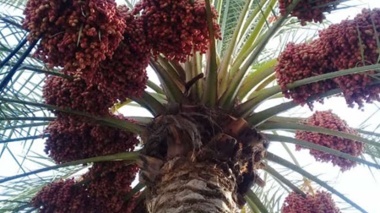 به مناسبت ۲۵ شهریور روز ملی خرما