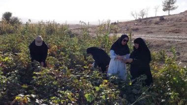 بازدید کارشناس بخش تحقیقات گیاهپزشکی از مزارع پنبه شهرستان مانه و سملقان