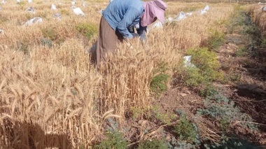 برداشت موفقیت‌آمیز ارقام پرورشی گندم و جو