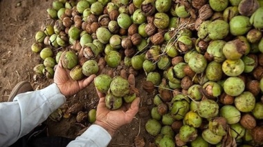 اصول ساده تغذیه و آبیاری، ضایعات گردو را کاهش می‌دهد