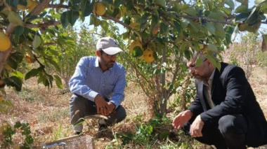 بازدید از باغات و مزارع و بررسی میزان آلودگی به جوندگان در شهرستان شاهرود