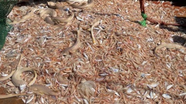 بررسی وضعیت ذخایر میگو در خوزستان
