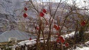 تدابیر اجرایی در دوره آموزشی مدیریت زمستانه باغات