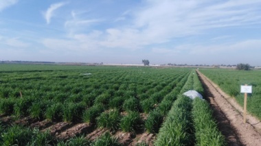 ارقام جدید گندم نان آبی «افروز» و «محلوجی»