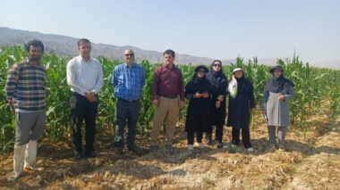 بازدید میدانی از مزارع ذرت شهرستان ارزوئیه