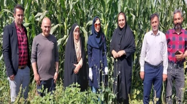 دشمن پنهان مزارع ذرت در قزوین رصد شد
