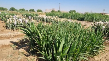 ناجی دامپروری ایران