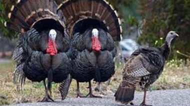 پرورش بوقلمون تجاری؛ مراحل، مدیریت تغذیه و نکات کلیدی در تولید گوشت مرغوب