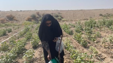 پایش میدانی آفات خرما و پنبه