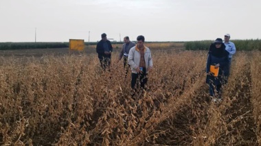 ثبت ارقام هسته‌ای سویا برای کاهش وابستگی به واردات