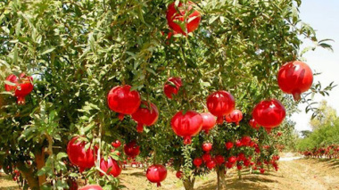 اصلاح باغات انار ساوه نیازمند احداث باغ مادری