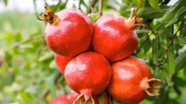 کارگاه آموزشی مدیریت آفات و بیماریهای باغات انار