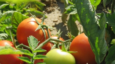 دوره آموزش مدیریت تغذیه گوجه فرنگی