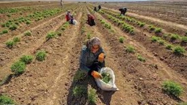 دوره آموزشی «کاشت، داشت و برداشت گیاهان دارویی ریشه‌دار»