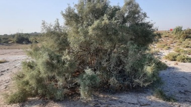 مهار بیابان‌زایی خوزستان تنها با سپرهای سبز بومی ممکن است