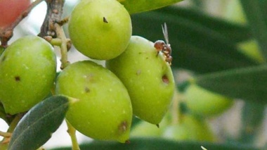 مرگ خاموش مگس زیتون با آفت کش بیولوژیک ایرانی