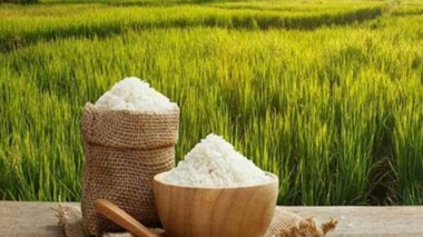 اهمیت استفاده از بذور گواهی‌شده برنج راهی به سوی کشاورزی پایدار