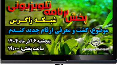 کاشت لاین‌های امیدبخش گندم و ضبط برنامه رویش در مزرعه کشاورز پیشرو روستای تپه‌زرد