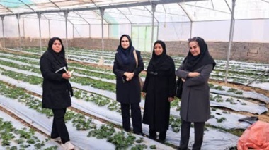 بازدید محقق معین و یاوران تولید از گلخانه‌های توت‌فرنگی ماهان