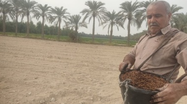 اجرای دو طرح علمی برای بهبود تولید گندم