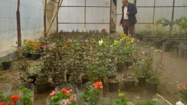 پیام سبز