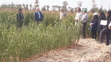 برگزاری کارگاه آموزشی زراعت گیاهان علوفه‌ای کم‌آب‌بر در گنبدکاووس