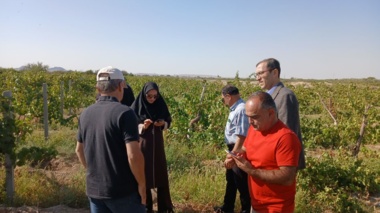 پیگیری عارضه ریزش گل در باغ انگور شاهانی مکی روستای صالح‌آباد شاهرود با مشارکت استادان و محققان
