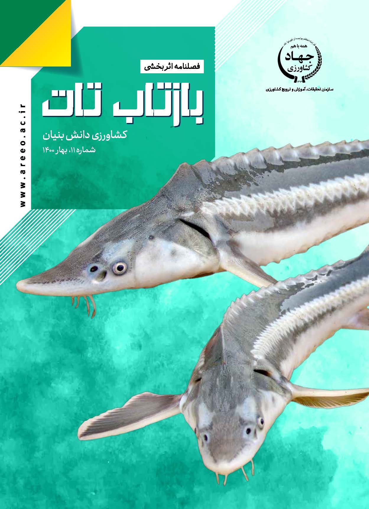 فصلنامه شماره 11