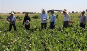 شناخت هیبریدهای برتر چغندرقند پاییزه در ارزیابی میدانی پروژههای ملی در خوزستان