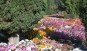جشنواره گل های داوودی