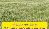 جهش ۱۰۰ درصدی عملکرد گندم دیم با مصرف بهینه کود اوره