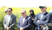 نگاه دو معاون وزیر به مزارع کلیدی غلات و دانههای روغنی