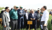 تکیه بر گندمهای اقلیمی در حضور دو معاون وزیر؛ از الماس سردسیر تا ذوالقدر گرمدوست