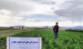 تداوم جهاد علمی پژوهشگران تات؛ عملیات داشت لاینهای امیدبخش چغندر علوفهای در قزوین در حال اجرا