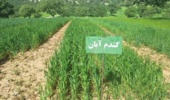 پایش عملی ۳۰ رقم جدید گندم، جو و علوفه / گام عملی تات برای ارتقای بهرهوری دیمزارها