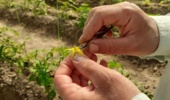 گامی بلند در خودکفایی بذر؛ دستیابی پژوهشگران مؤسسه اصلاح و تهیه نهال و بذر به لاینهای برتر گوجهفرنگی جهت تولید ارقام هیبرید