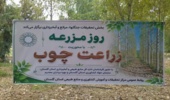 مرکز تحقیقات گلستان مسیر توسعه زراعت چوب را هموار کرد؛ پیشنهاد تشکیل کارگروه مشترک برای مکانیابی و سرمایهگذاری