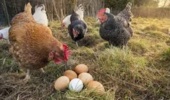 افزایش سهبرابری تولید تخممرغ مرغ بومی و ۶ میلیون دلار صرفهجویی ارزی با فناوریهای تات