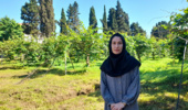 عضو هیأت علمی پژوهشکده مرکبات و میوههای نیمهگرمسیری از نتایج یک پژوهش کاربردی خبر داد؛