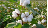 پژوهشگر مرکز تحقیقات و آموزش کشاورزی و منابع طبیعی اصفهان در گفتوگو با ایرنا؛