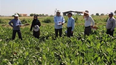 شناخت هیبریدهای برتر چغندرقند پاییزه در ارزیابی میدانی پروژه‌های ملی در خوزستان