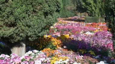 جشنواره گل های داوودی