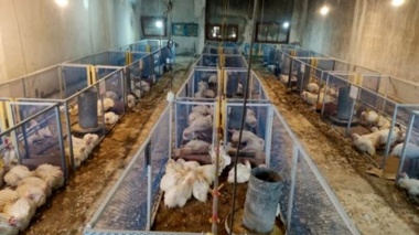 برگ درخت خرما بستر جوجه‌های گوشتی؛ دستاورد نوین مرکز تحقیقات کشاورزی بوشهر در صنعت پرورش طیور